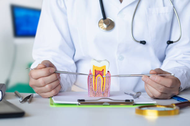 Best Knocked-Out Tooth (Avulsed Tooth) Treatment in Lake Hallie, WI